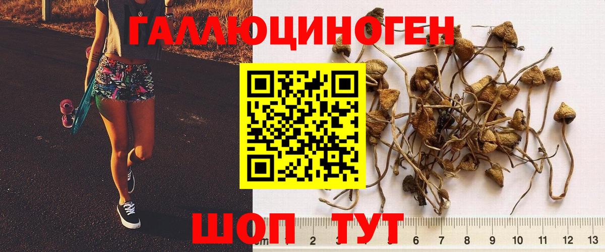 Галлюциногенные грибы Psilocybine cubensis  Вход с VPN  Избербаш 